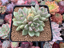 Echeveria Agavoides 'Arje' 3" Cluster Succulent Plant