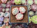 Echeveria 'Lemon Berry' 2" Cluster Succulent Plant