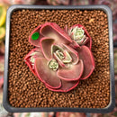 Echeveria 'Red Tan' 1" Succulent Plant