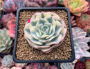 Echeveria 'Compton Carousel' Variegated 2"-3" Succulent Plant