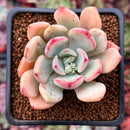 Echeveria sp. 1" Succulent Plant