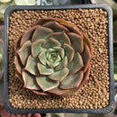 Echeveria 'Rosa' 1"-2" Succulent Plant