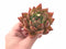 Echeveria Agavoides Maria Hybrid 3” Rare Succulent Plant