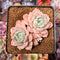 Echeveria 'Pink Spot' 2" Cluster Succulent Plant