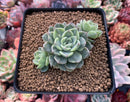 Echeveria Agavoides 'Tinkerbell' Variegated 2"-3" Succulent Plant