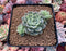 Echeveria Agavoides 'Tinkerbell' Variegated 2"-3" Succulent Plant