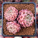 Echeveria 'Sarahime' Hybrid 2" Cluster Succulent Plant