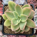 Echeveria 'Golden Glow' Variegated 2-3" Succulent Plant