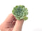 Echeveria 'Hearts Choice' 1" Small Rare Succulent Plant