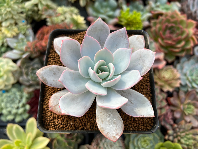 echeveria cante succulent Echeveria 'Cante' 3" Succulent Plant – True Succulents Plant Co