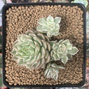 Echeveria 'Margaret' Variegated 1" Succulent Plant