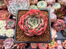 Echeveria 'Patricia' 2" Succulent Plant