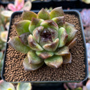 Echeveria Agavoides 'Oscar' 2" New Hybrid Succulent Plant