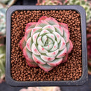 Echeveria 'Pink Crystal' 1" Succulent Plant