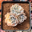 Echeveria 'Subsessilis' Variegated 2"-3" Cluster Succulent Plant