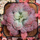 Echeveria 'Linguas' 4" Succulent Plant