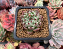 Echeveria sp. 1" Succulent Plant