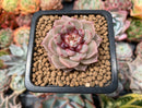 Echeveria 'Red Velvet' 1"-2" Succulent Plant