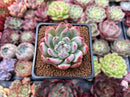 Echeveria sp. 2" Succulent Plant