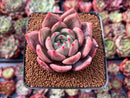 Echeveria 'Sharman' 2" Succulent Plant