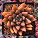 Echeveria Agavoides 'Planetary Stars' 3"-4" Succulent Plant