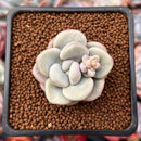 Echeveria 'Bridge' 1" New Hybrid Succulent Plant