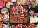Echeveria Agavoides 'Sirus' 3" Succulent Plant