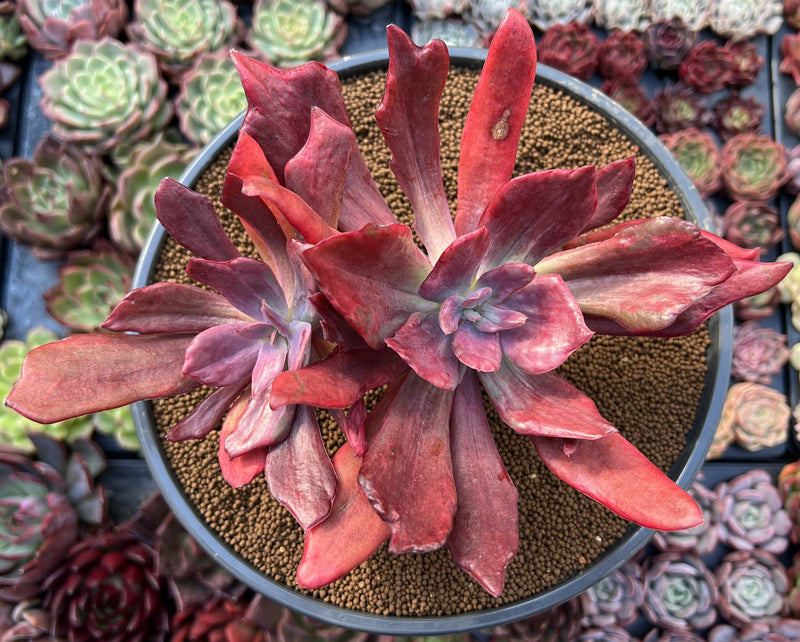diamond succulent plant Echeveria 'Diamond State' Variegated 6"-7" Large Cluster Succulent Plant