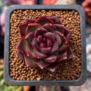 Echeveria 'Rosa Pink' 1"-2" Succulent Plant