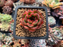 Echeveria Agavoides sp. 1" Succulent Plant