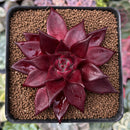 Echeveria Agavoides 'Luming' 2"-3" Succulent Plant