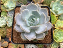 Echeveria 'Lehman' 3" Powdery Succulent Plant