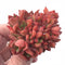 Echeveria Memory Crested 3” Rare Succulent Plant