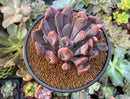 Echeveria 'Cupid' 3" Succulent Plant