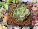 Echeveria Agavoides 'Latale' 2" Succulent Plant