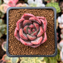 Echeveria 'Pink Champaign' 1"-2" Succulent Plant