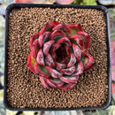 Echeveria Agavoides 'Fire Pillar' 2" Succulent Plant