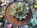 Echeveria 'Gemini' 4" Cluster Succulent Plant