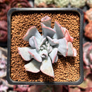 Echeveria 'Pignose' *Not E. Trumpet Pinky* 2" Succulent Plant