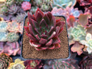 Echeveria Agavoides 'Victorator' 3" Succulent Plant