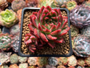 Echeveria Agavoides 'Angela Star' 3" Succulent Plant