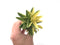 Aloe 'Nobilis' Variegated Cluster 5" Succulent Plant