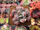 Echeveria 'Hearts Delight' 3" Succulent Plant