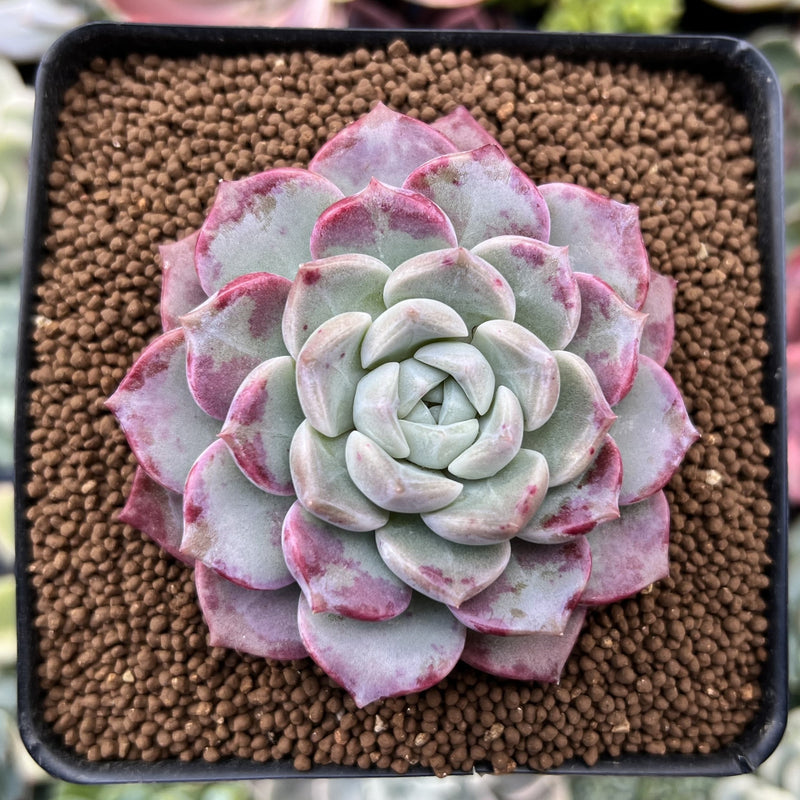 succulent spot Echeveria 'Pink Spot' 2" Succulent Plant
