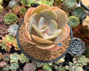 Echeveria 'Slimeball' 4" Succulent Plant