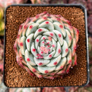 Echeveria 'Chihuahuaensis' 2"-3" Succulent Plant