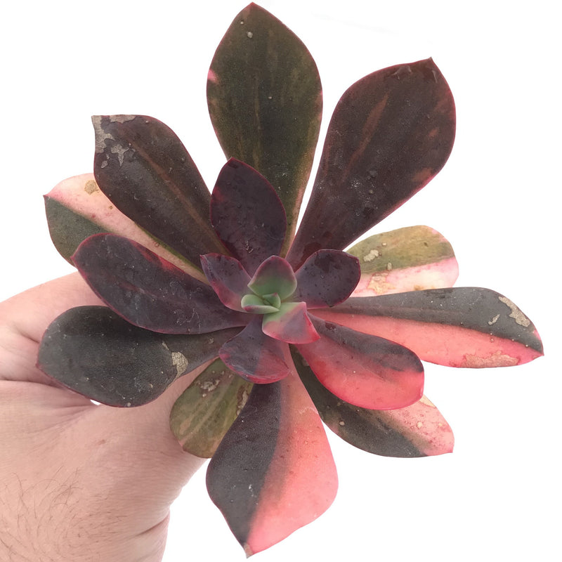Echeveria 'Hanaikada' Variegated 4" Succulent Plant