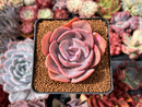 Echeveria 'Dusty Rose' 2" Succulent Plant
