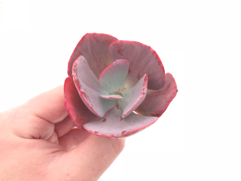 Echeveria Dream and Phantasm 3” Rare Succulent Plant