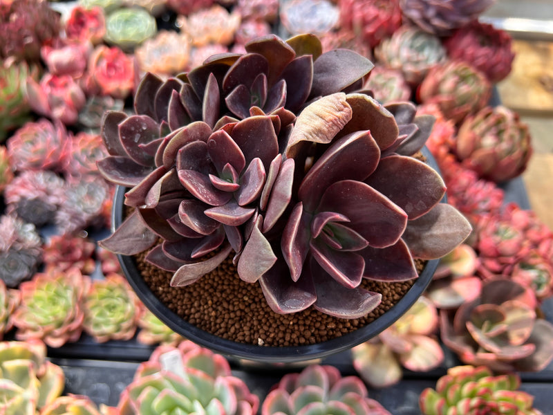 hanaikada succulent Echeveria 'Hanaikada' Non-Variegated 4" Cluster Succulent Plant – True Succulents  Plant Co